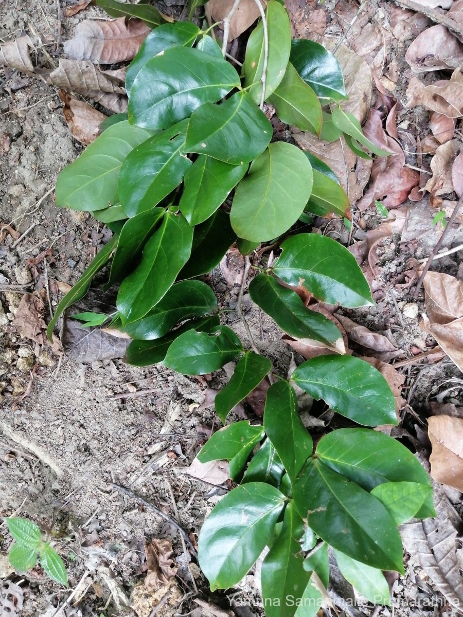 Hymenaea verrucosa Gaertn.